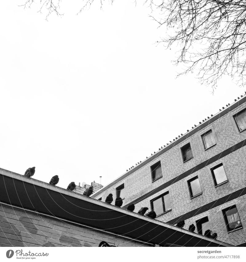 Schräge Vögel Hamburg Reeperbahn Tauben Reihe Architektur Gebäude Hauskante Gebäudekante Schwarzweißfoto Himmel minimalistisch abwartend Fenster Fassade Stadt
