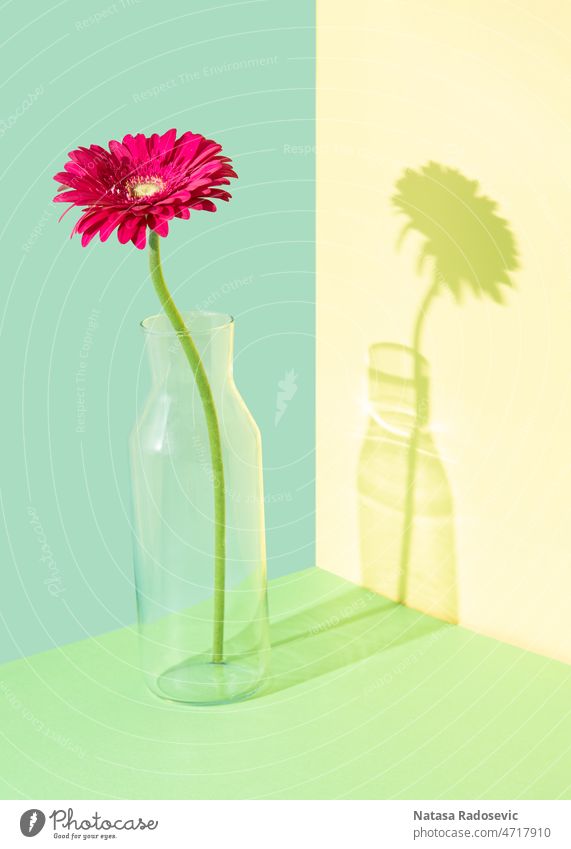 Kreative Komposition mit einer Gerbera-Blume in einer Glasvase vor mehrfarbigem Hintergrund abstrakt Zeitgenosse Konzept isometrisch Rechteck Sommer Frühling