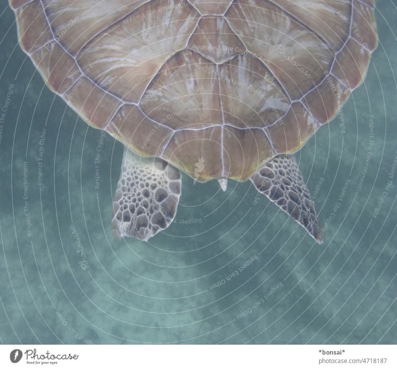 schildkröte hinten Schildkröte Wasserschildkröte Meeresschildkröte Schildkrötenpanzer Panzer Reptil Hinterteil Tier Muster Flossen Füße schwimmen tauchen