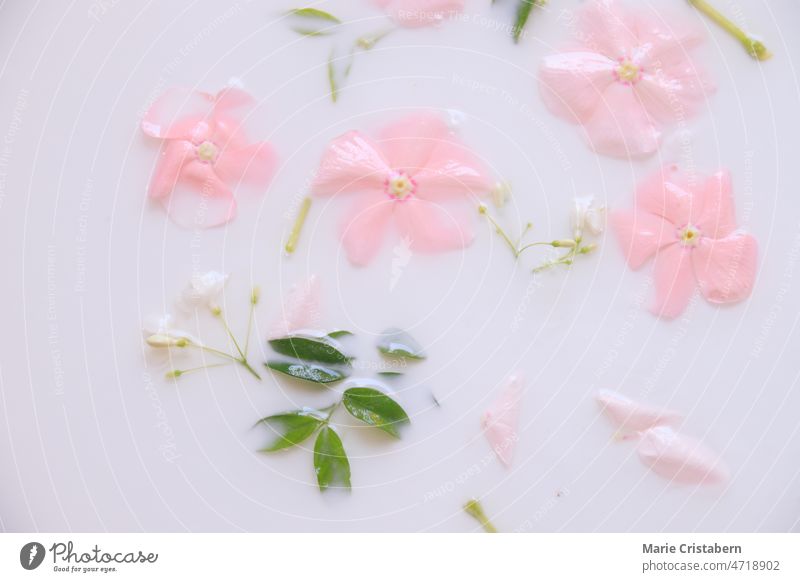 Nahaufnahme von Blumen und Kräutern in einem Milchbad für Selbstpflege, Hautpflege, Schönheit und Wellness Frühling Hygiene Sinnlichkeit Wohlbefinden organisch