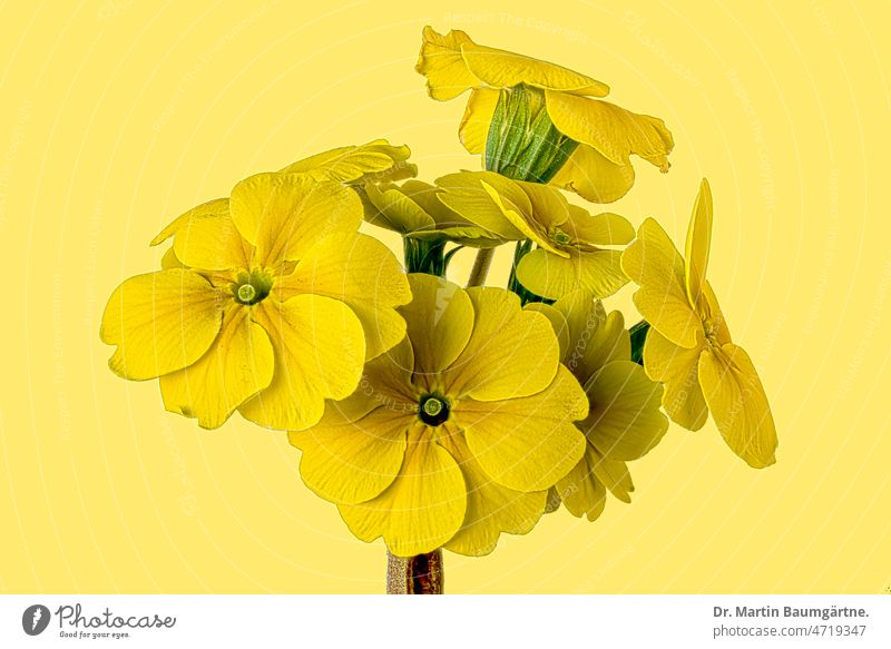 Gelbe Kugelprimel vor gelbem Hintergrund - Gartenprimel, Blütenstand im Frühjahr Pflanze Blume Primel Primelsorte blühen duftend Hybride Frühjahrsblüher Staude