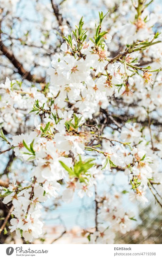 Hintergrund von Mandelblüten Baum. Kirschbaum mit zarten Blüten. Erstaunlicher Beginn des Frühlings. Selektiver Fokus. Blumen Konzept. blüht Mandelbaum Kirsche