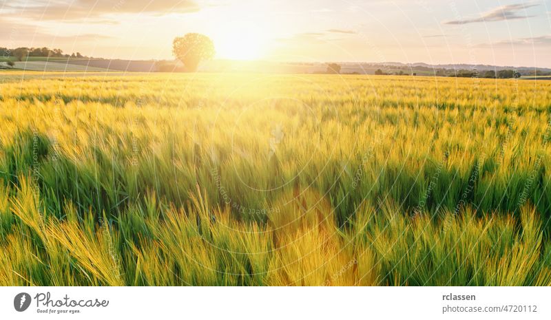 frischer Weizen mit Baum bei Sonnenuntergang mit Wolken geflogen, Landwirtschaft Konzeptbild Feld Bauernhof Ernte Panorama Landschaft Ackerland Müsli Mais Korn