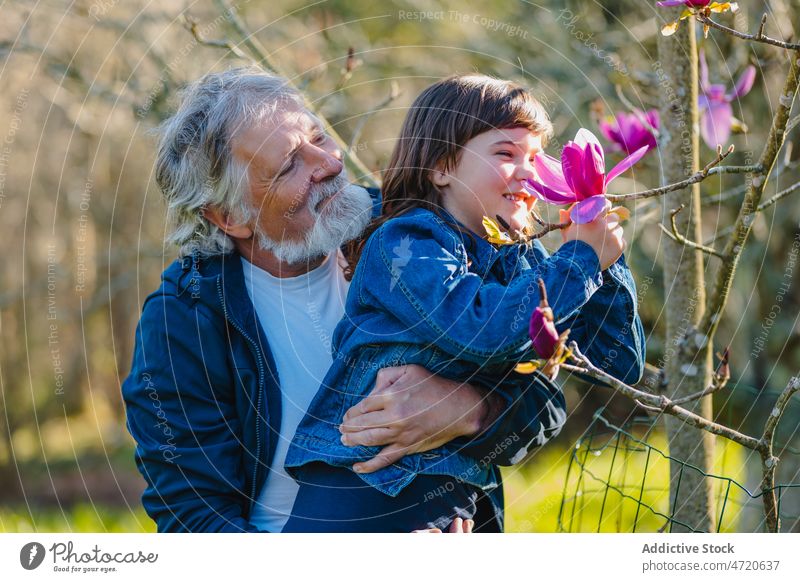Älterer Mann mit Enkelin berührt blühende Blumen eines Baumes Großvater neugierig Magnolie campbellii Blütenstand Garten Ast Pflanze Mädchen frisch Enkelkind