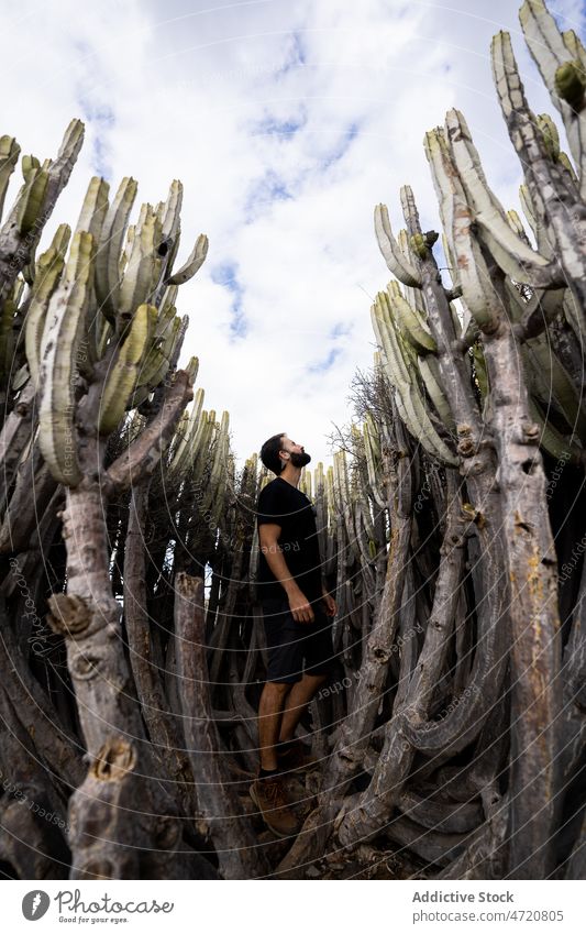 Bärtiger Mann steht zwischen hohen Kakteen in trockenem Gelände Tourist bewundern exotisch wachsen Natur piecken Ausflug tropisch männlich Kaktus Spitze Dürre