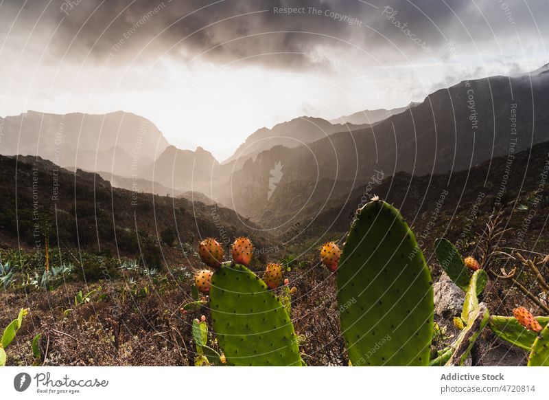 Kakteen in einem von Hügeln umgebenen Tal exotisch Sukkulente Ambitus Umwelt trocknen Natur tropisch wild Kaktus Tierwelt Pflanze Stachel wachsen piecken