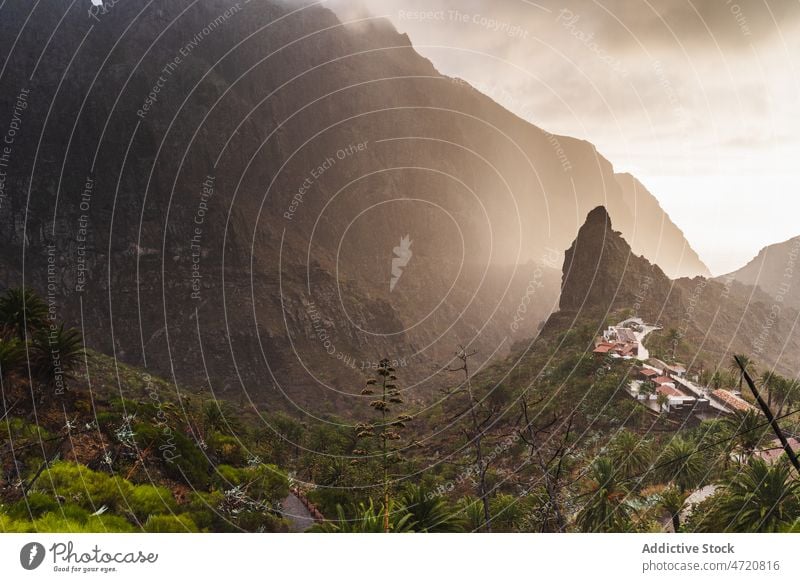 Gebirgsregion auf den Kanarischen Inseln Berge u. Gebirge Natur Reittier wachsen Pflanze Kamm Spanien Kanarienvogel Teneriffa Gras malerisch vegetieren Sommer