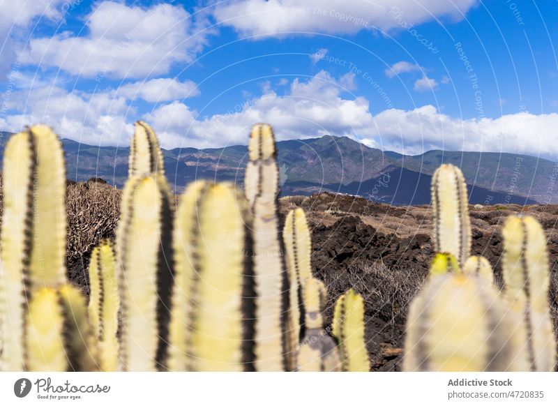 Kakteen in einem von Hügeln umgebenen Tal exotisch Sukkulente Ambitus Umwelt trocknen Natur tropisch wild Kaktus Tierwelt Pflanze Stachel wachsen piecken