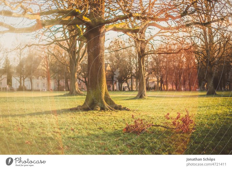 abgefallener Ast nach Sturm auf der Wiese unter Bäumen Baum park retro analog Film Sunflare vintage Farbfoto alt Außenaufnahme Menschenleer textfreiraum Natur