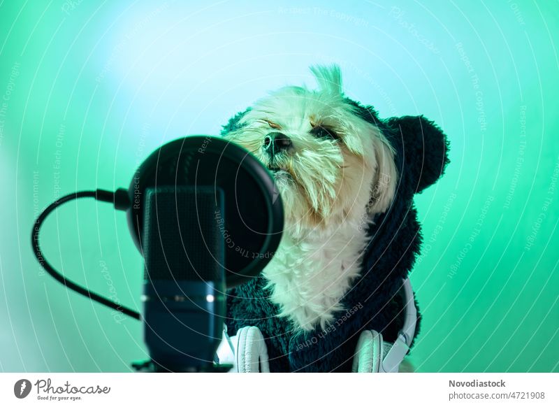 Malteserhund mit Mikro und Kopfhörer, mit Kopierraum maltesisch maltesischer Hund Menschen Tier abwärts Welpe Studioaufnahme im Innenbereich niedlich lustig