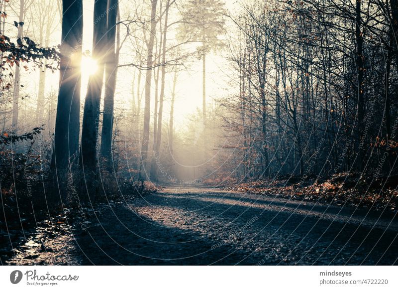 Sonne im Winterwald Nebel kalt Baum Wald winterwald schatten Sonnenstrahlen einsam menschenleer melancholie melancholisch frieren WInterzauber Winterstimmung