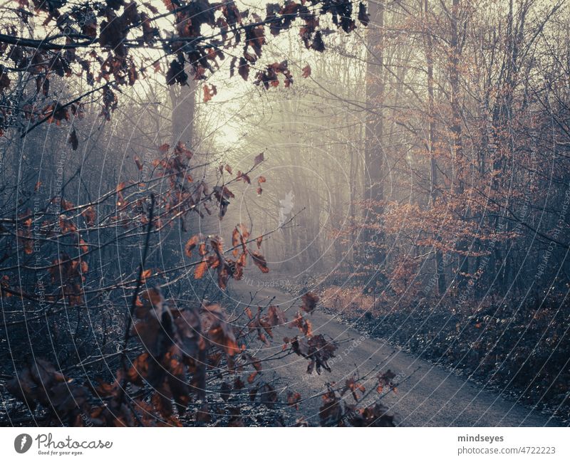 Wald im Nebel Winter blätter winterzauber einsam melancholie melancholisch leer kalt frostig natur naturliebe jahreszeiten Frost Natur Kälte Menschenleer