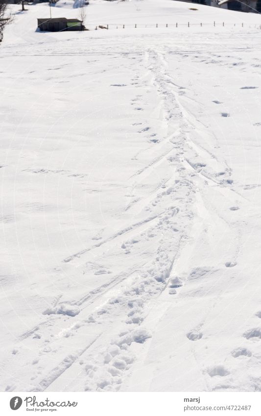 Im Schlittschuhschritt. Skispuren auf einem Schneefeld. Anstrengend, runter ginge leichter. Spuren Spuren hinterlassen schneebedeckt Winter kalt Wintertag