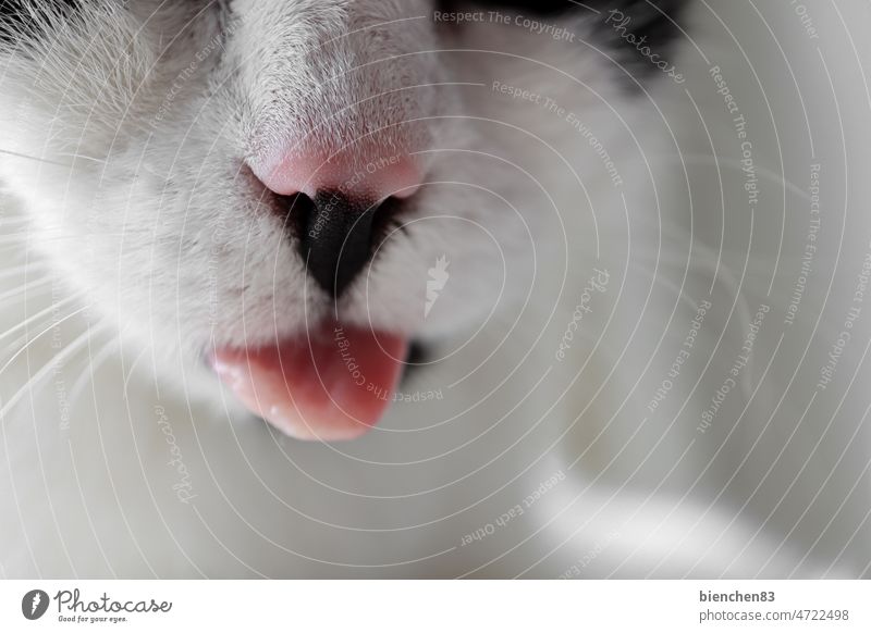 Katze zeigt Zunge Katzenzunge Nase katzennase Haustier Nahaufnahme Tierliebe schwarzweiß Hauskatze Schnurrhaar Schnauze Fell