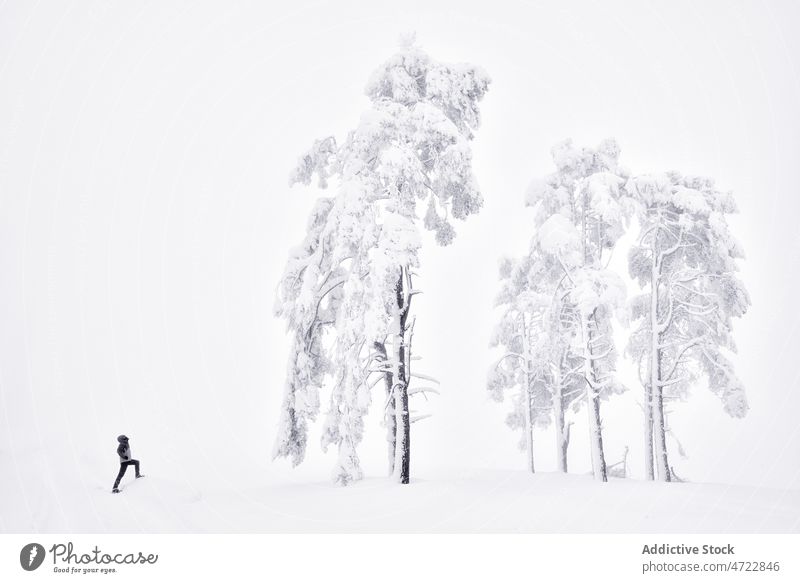 Entfernte Person in der Nähe von verschneiten Bäumen Schnee Baum Natur Winter Raureif Reisender Frost Hain Landschaft kalt gefroren Wetter Pflanze Gelände