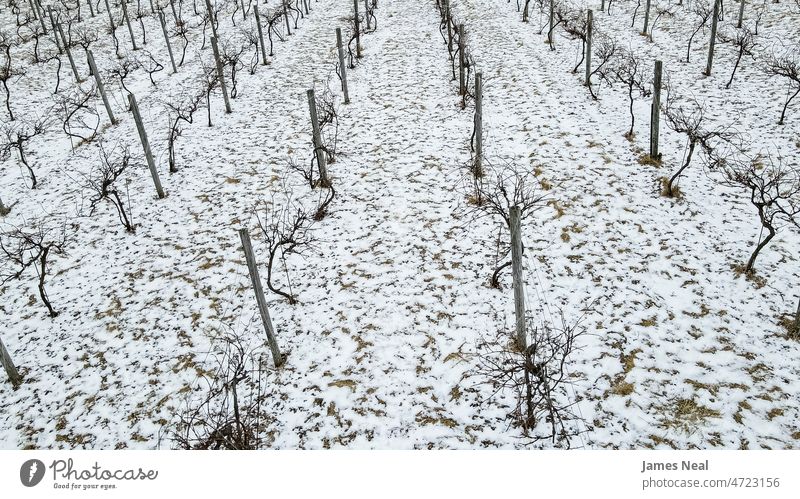 Schneebedeckter Weinberg im Winter Schneefall produzieren Natur Linie eisig Schonung Ackerbau Pflanze winterlich gefroren kühl im Freien Bauernhof Frucht Reihe