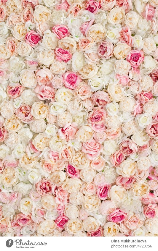 Blumen Pfingstrosen und Rosen von Creme weiß und rosa Farbpalette an der Wand, Blumentapete Hintergrund für eine Hochzeitsfeier oder romantische Veranstaltung. Faux künstliche Blumen Wand in rosa Farben.