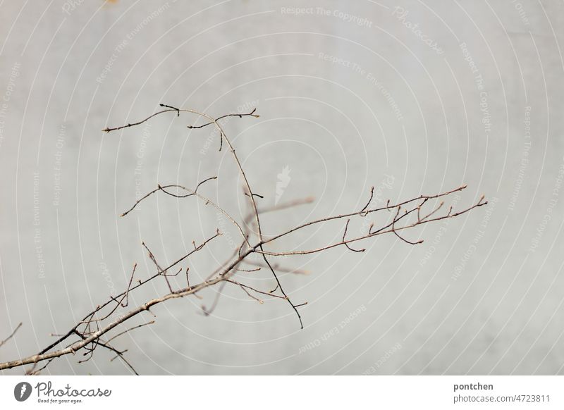 Ein Ast mit Zweigen wirft einen Schatten auf eine Betonwand. Minimalismus minimalismus schatten Trist tristesse grau farblos minimalistisch Architektur