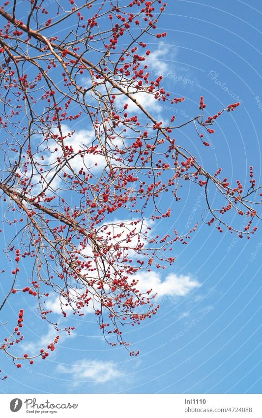 Silber Ahorn im März mit roten Blütenknospen vor blauem Himmel Frühling Baum Acer saccharinum Blütezeit Bienenweide Blütenbüschel blauer Himmel weiße Wolken