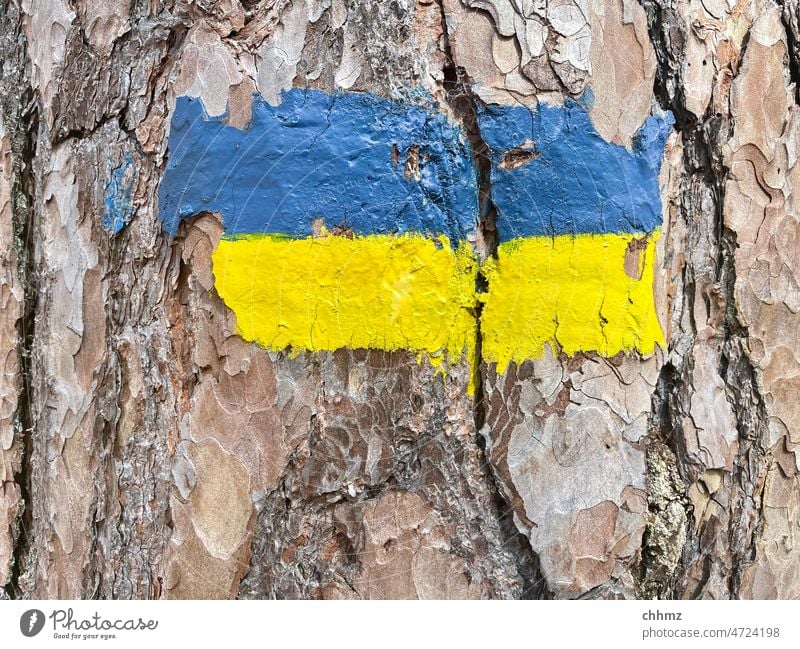 Blau|Gelb Baum Rinde Flagge Ukraine Markierung Wege & Pfade Wegzeichen Furchen verwittert Krieg Konflikt & Streit Hoffnung Flucht Farbe Lack Hilferuf