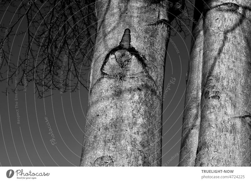 Drei starke Bäume, graue Buchen Stämme, ein Baumstamm zeigt ein geheimnisvolles Zeichen, wer kann die Hieroglyphen der Natur entziffern? Buchenstämme Detail