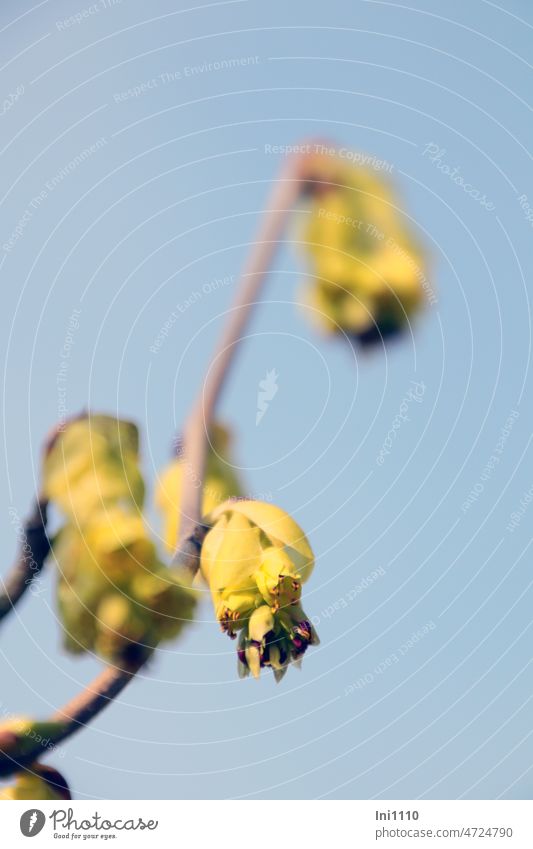Blüten der Scheinhasel Frühling Strauch Zierstrauch Corylopsis Blütengehölz Glockenhasel Frühblüher Nahrungsquelle Nektarpflanze schönes Wetter Sonnenschein