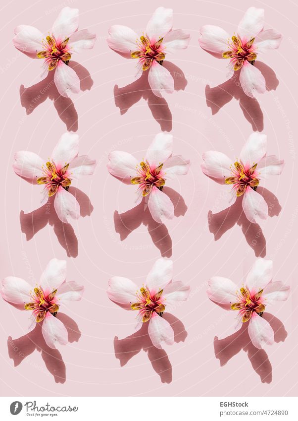Muster von Blumen auf rosa Hintergrund Textfreiraum Kirsche Mandel Blüte Kirschblüten vereinzelt isolieren keine Menschen Japanisch Überstrahlung Blütenblatt