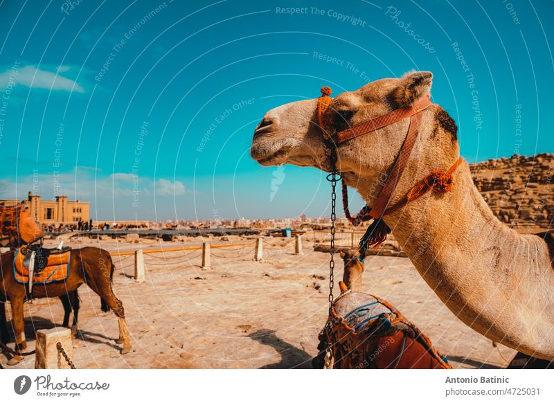 Close Seitenansicht eines schönen Kamels um die großen Pyramiden von Gizeh, Sand um ihn herum Pharao Wahrzeichen Himmel Erbe cheops Wolken Welt niemand Bild