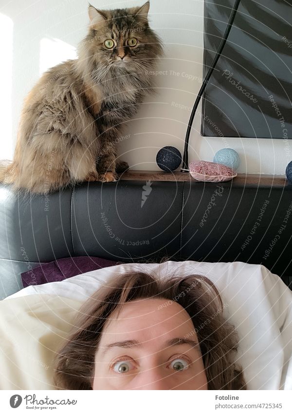 Teekesselchen | Einen Kater haben (Ich liege im Bett und höre ein Schnurren. Guten Morgen Mensch! Zeit aufzustehen!) Katze weich Katzenkopf Blick Ohren