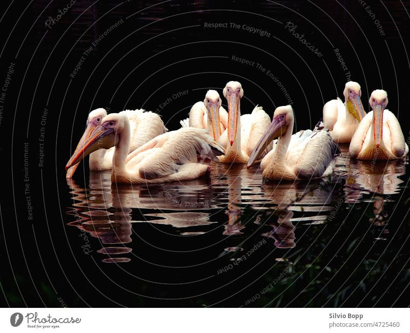 Pelikan Vogel Wasser Natur See Tier cygnus weiß Tierwelt wild Baden Fluss Herden Teich Schnabel Feder Hausgans Menschengruppe schön Ente Pelikane schwimmen
