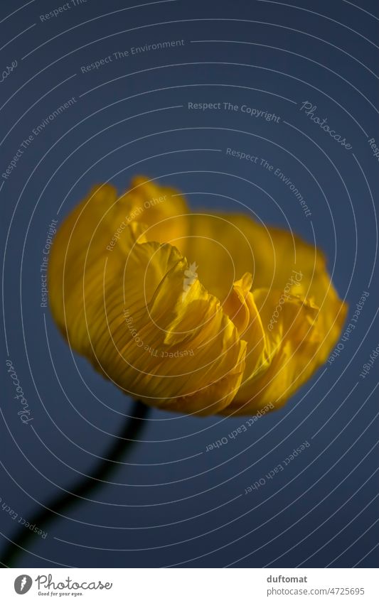 Makro Aufnahme einer Mohnblume, #standwithukraine Blume Freisteller Blüte Pflanze Natur Nahaufnahme Farbfoto Hintergrund neutral Makroaufnahme Menschenleer