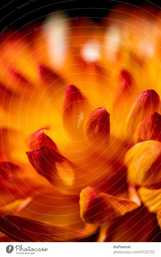 Makro Aufnahme orangefarbener Blütenblätter, Chrysantheme Pflanze Blume Blatt abstrakt flora Natur Flora Frühling Nahaufnahme natürlich schön Hintergrund