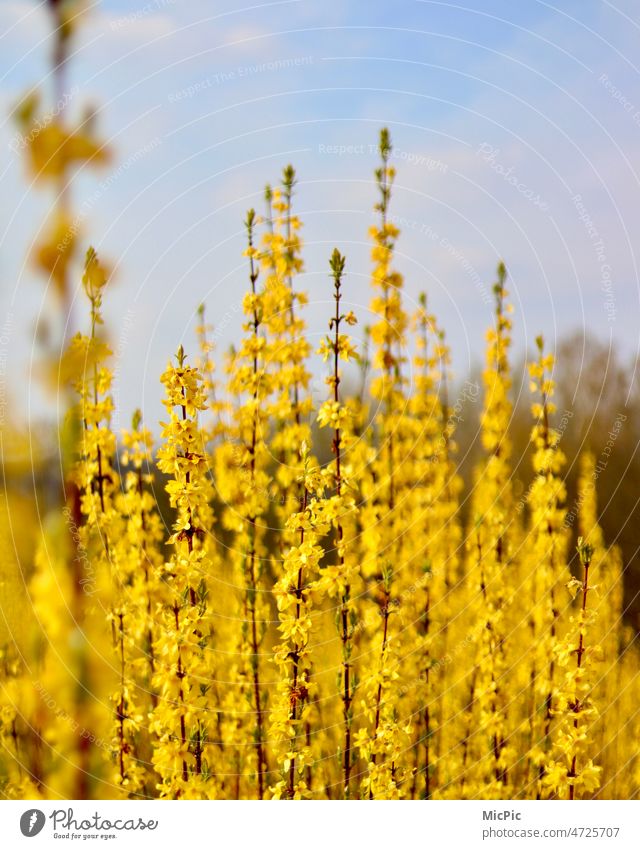 Forsythien Forsythienblüte gelb Naturliebe Frühling Pflanze Außenaufnahme Farbfoto Blüte Umwelt Menschenleer Blühend Sträucher Nahaufnahme Wachstum