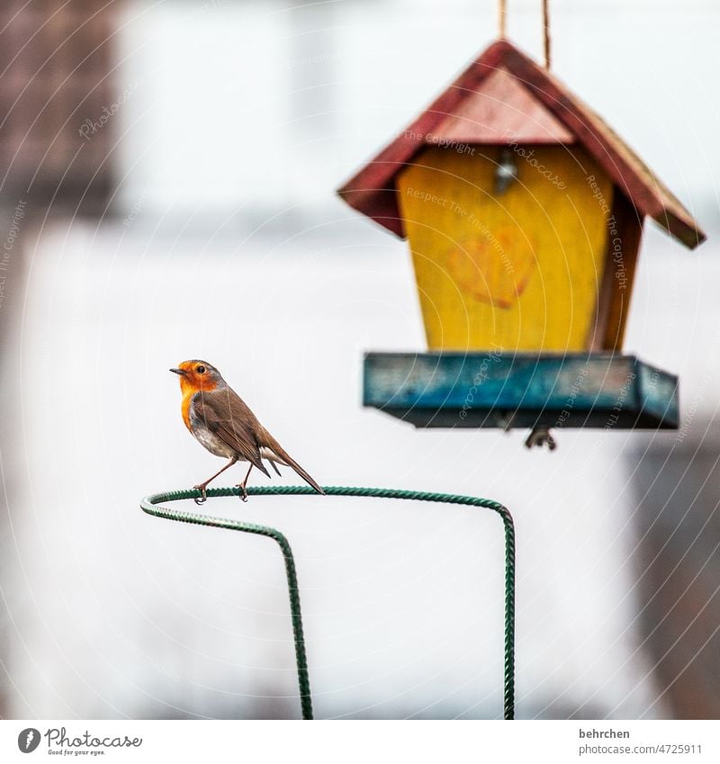 filigran | dünne beinchen Rotkehlchen Umwelt Vogelhäuschen Vögel füttern niedlich hübsch Jahreszeiten Winter Herbst Garten Fressen Herz Tierliebe Außenaufnahme