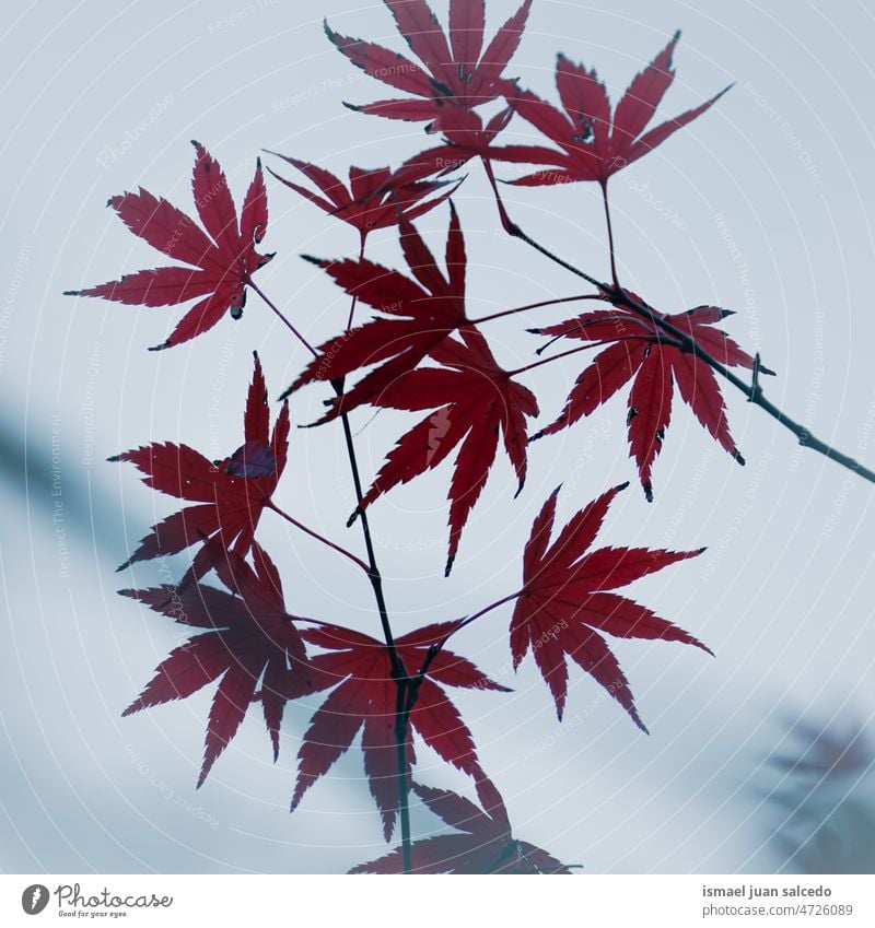 rote Ahornblätter in der Herbstzeit Blatt Ahornblatt rotes Blatt rote Blätter Natur natürlich Laubwerk Saison abstrakt texturiert im Freien Hintergrund Boden
