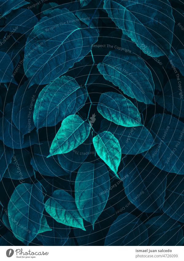 grüne und blaue Pflanzenblätter im Frühling Blätter Blatt Garten geblümt Natur natürlich Laubwerk Vegetation dekorativ Dekoration & Verzierung abstrakt