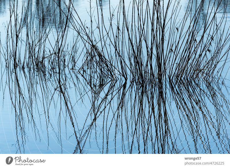 Dürre Zweige ragen aus dem Wasser, spiegeln sich an der Wasseroberfläche und bilden abstrakte Muster dürre Zweige Spiegelung im Wasser Reflexion & Spiegelung