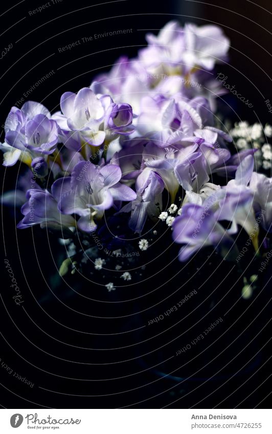 Strauß aus Freesienblüten Blume Blumenstrauß Vorbau Blüte sanft purpur violett frisch geblümt krautige Staude blühend Schwertlilie Frühling duftig Garten