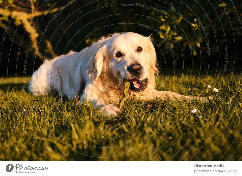 Lustiger Golden Retriever beißt und spielt mit einem Stock auf einer grünen Wiese Gras Golden Retriever isoliert lustige Tiere Hund niedlich züchten Natur