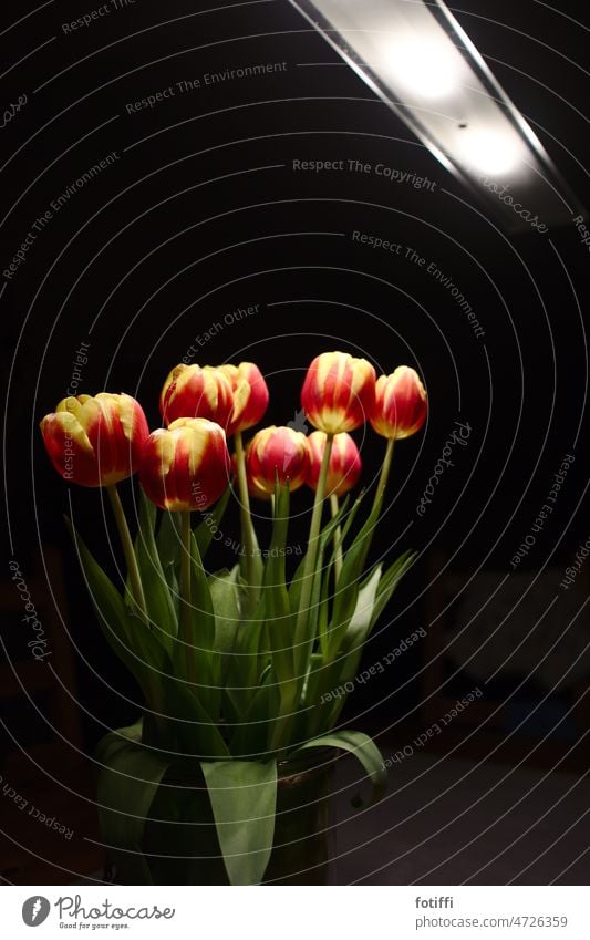 Tulpenblumen unter Lampe Blume Blumenstrauß Ostern grün Pflanze erhellt leuchtend rot gelb Schön