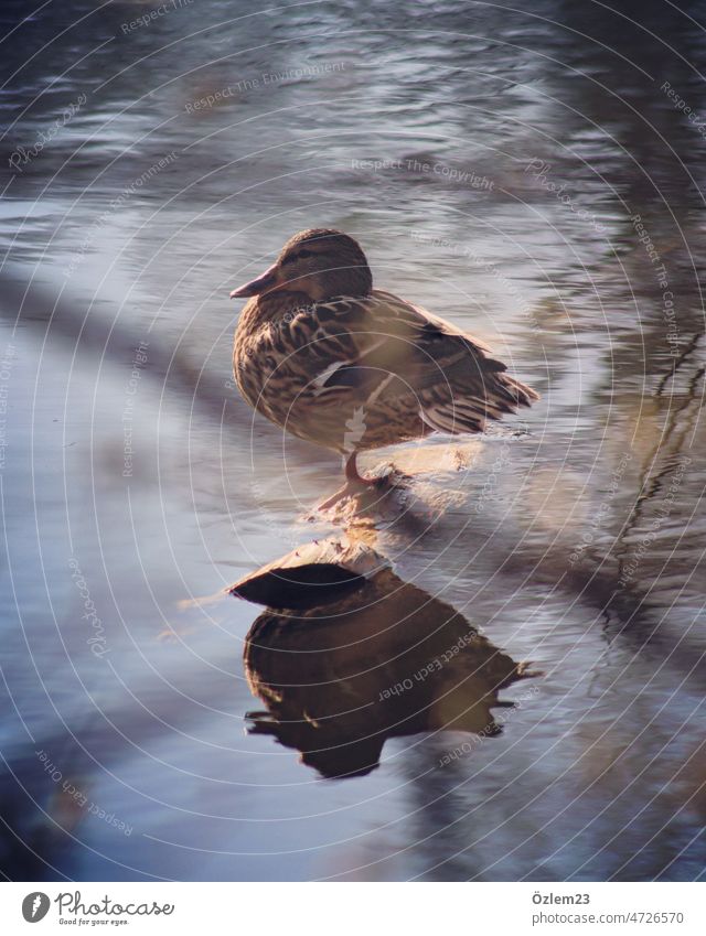 Ente und Spiegelbild im Cappenberger See Natur Außenaufnahme Farbfoto Wasser Menschenleer Tier Tierporträt Reflexion & Spiegelung