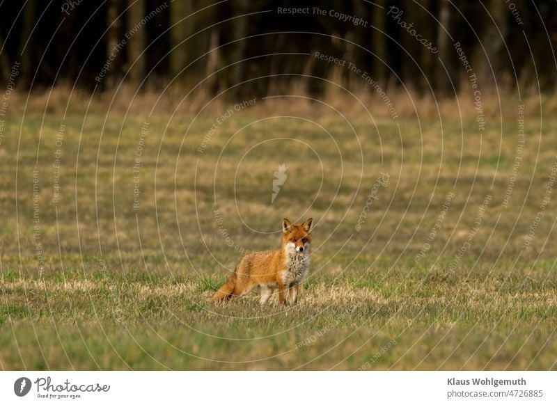 Rotfuchs blinzelt auf einer Wiese in die tiefstehende Abendsonne Fuchs Fell blinzeln Gras Waldwiese Jagd Außenaufnahme Tageslicht Wildtier Farbfoto Menschenleer