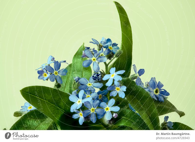 Myosotis silvatica, Waldvergissmeinnicht, Blüten vor hellgrünem Hintergrund Vergissmeinnicht Pflanze Blume blühen blühend blau klein Rauhblattgewächse