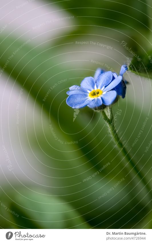 Myosotis silvatica, Waldvergissmeinnicht, Einzelblüte Vergissmeinnicht Pflanze Blume Blüte blühen blühend blau klein Rauhblattgewächse Boraginaceae