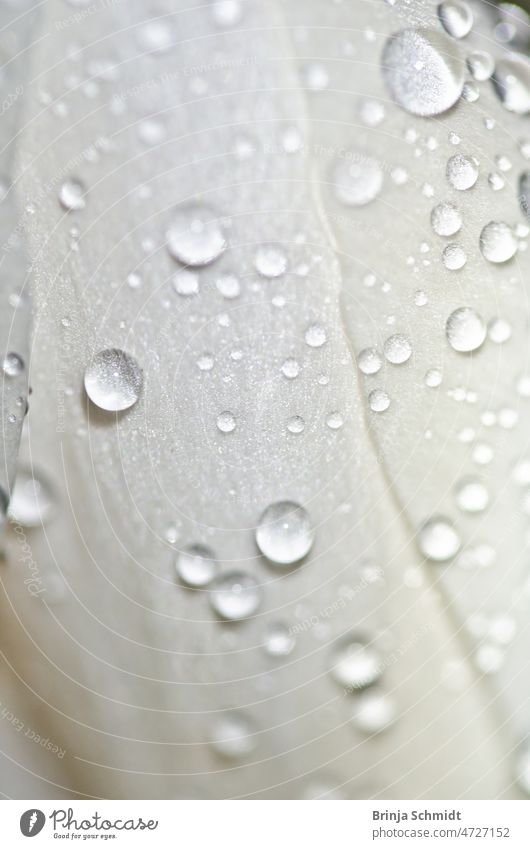 Mit Tropfen überzogenes Blütenblatt eines weißen Krokus, leaf of a white crocus with raindrops forest outdoors close-up growth wet gardening bulb soft april