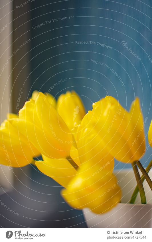 Gelbe Tulpen in einer weißen Vase stehen am Fenster. Im Hintergrund eine blaue Tapete. gelbe Tulpen Blauer Hintergrund ukrainische farben blau gelb