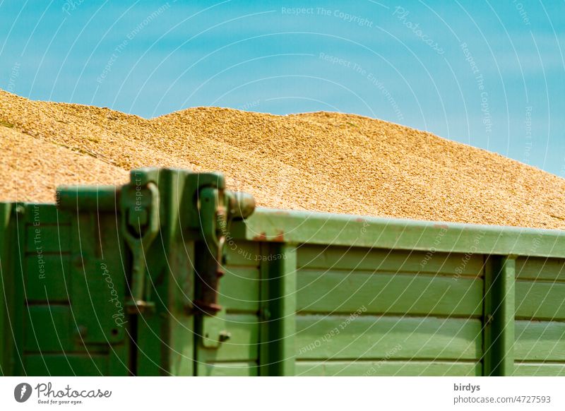 Ein mit Getreide voll beladener landwirtschaftlicher Anhänger. Ukraine, größtes Weizenanbaugebiet Europas.blau - gelb Getreideexporte Ukrainekrieg Mangel Hunger