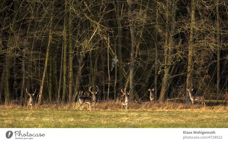 5 Damhirsche stehen in der Abendsonne auf einer Waldwiese vor dem düsteren Wald und beobachten den weit entfernten Fotografen Schaufler Geweih Wiese Natur