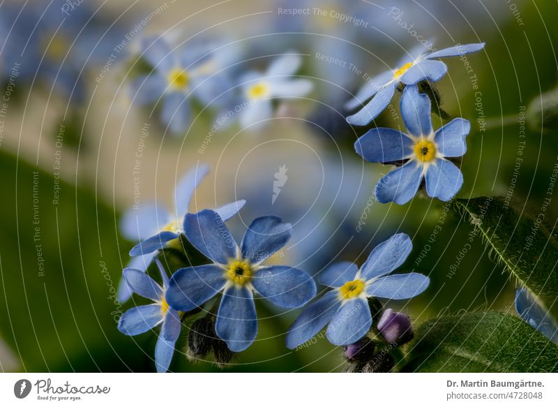 Myosotis silvatica, Waldvergissmeinnicht, Composing Vergissmeinnicht Pflanze Blume Blüte Blüten blühen blühend blau klein Rauhblattgewächse Boraginaceae