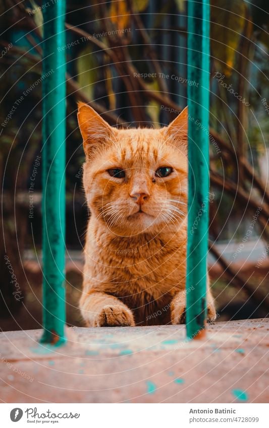Vertikale Aufnahme einer orangefarbenen Straßenkatze mit einem leicht traurigen Gesicht, die hinter Gitterstäben steht. Ihre Nase ist schmutzig von der Suche nach Futter auf der Straße